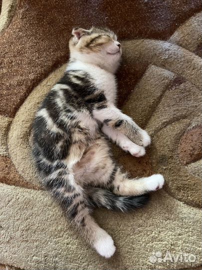 Шотландские вислоухие котята