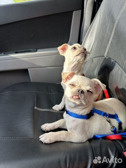 Чихуахуа мини