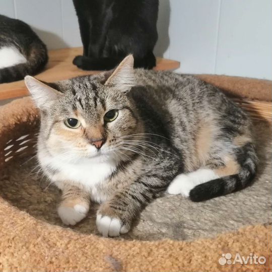 Кошки в добрые руки