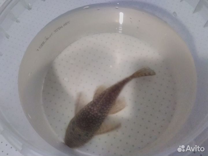 Сомики анцитрусы