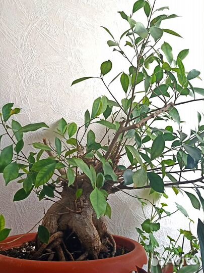 Фикус Микрокарпа