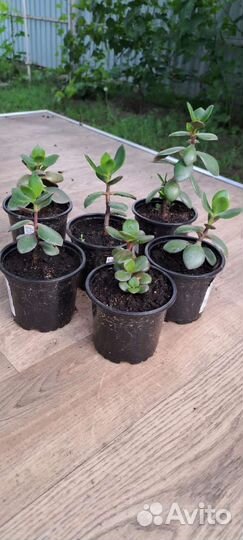 Денежное дерево