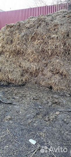 Коровий навоз