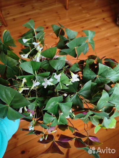 Кислица оксалис