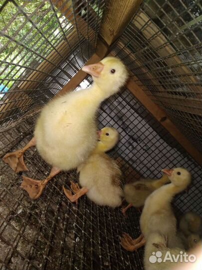 Гуси утки бройлеры