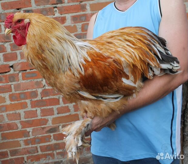 Молодые петушки Брама