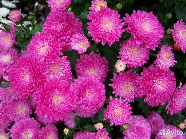 Корейские хризантемы и мультифлоры-шарики