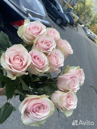 Роза эквадор 60,70,80см