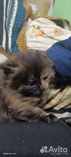 Котята 1,5 месяца