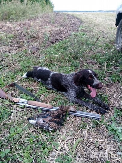 Щенки дратхаара