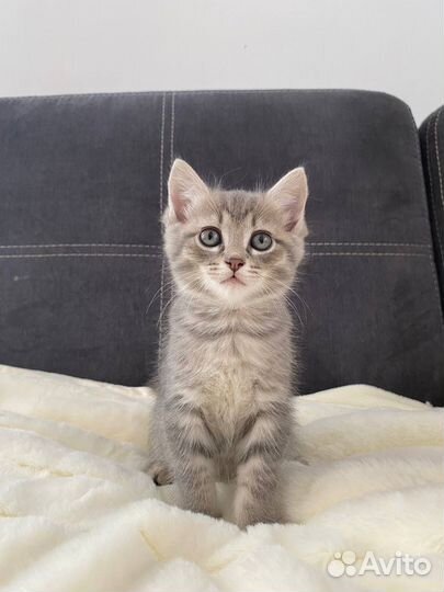 Кошки в добрые руки бесплатно