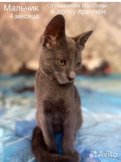 Котята в добрые и заботливые ручки)