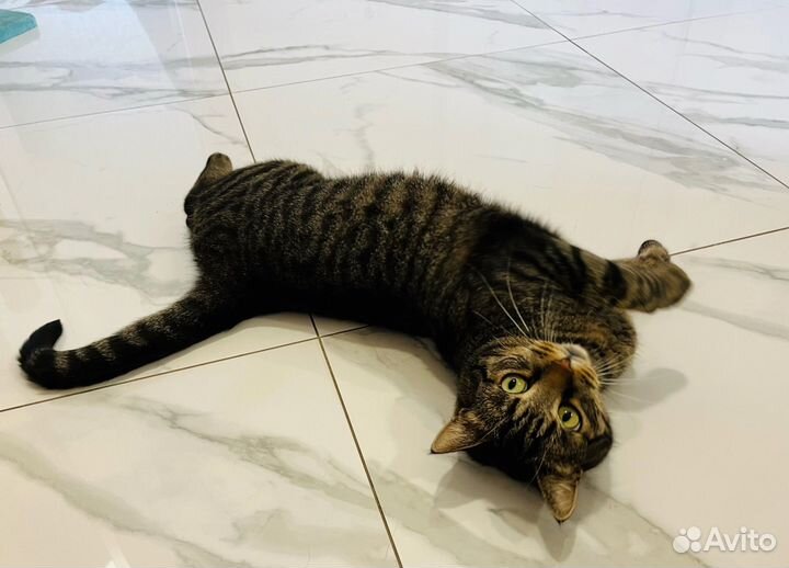 Тигр ласковый и ничей