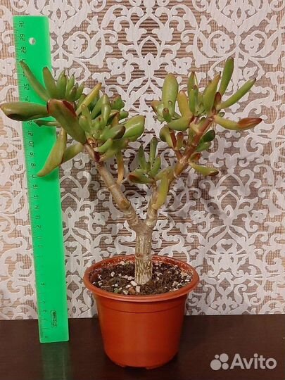 Крассула Коралл Крассула Хорн Три