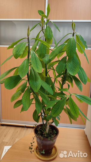 Эуфорбии - молочаи