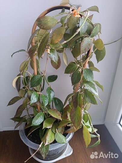 Хойи Санрайз и Грацилис