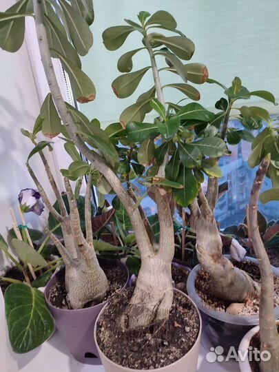 Адениум взрослый