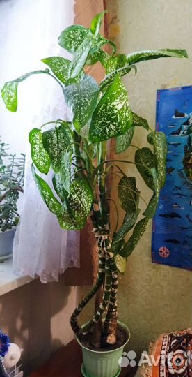 Диффенбахия