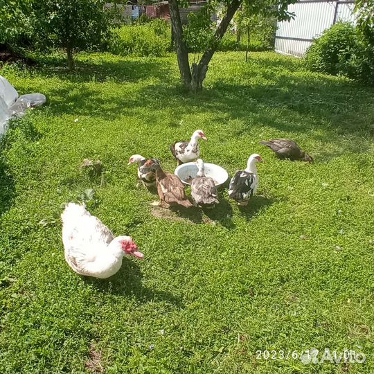 Домашние Утиные яйца
