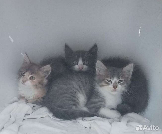 Котята в добрые руки бесплатно