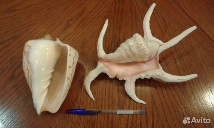 Морские ракушки 18 см