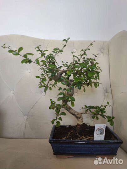 Бонсай цветущий Кармона