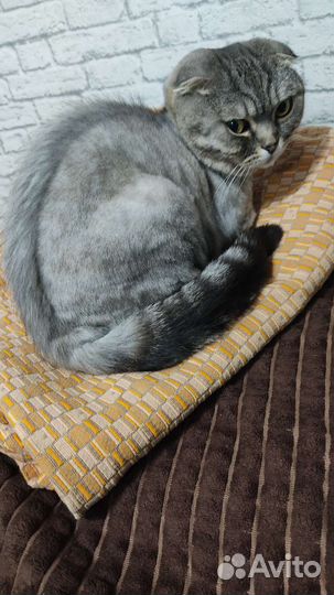 Стрижка животных