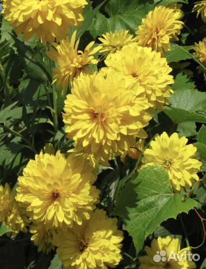 Золотой шар, Барвинок малый