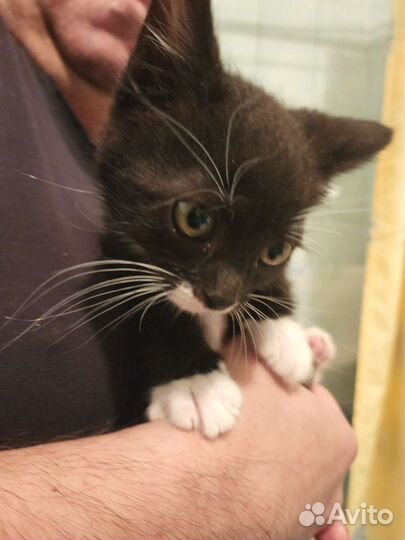 Котёнок черно-белый 2 месяца