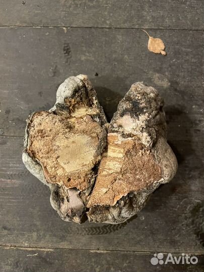 Древесные грибы