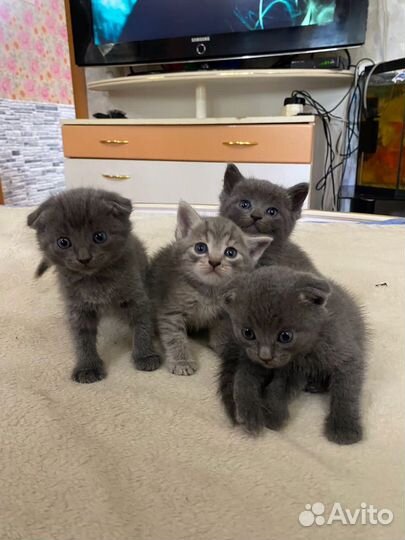 Британские котята короткошерстные