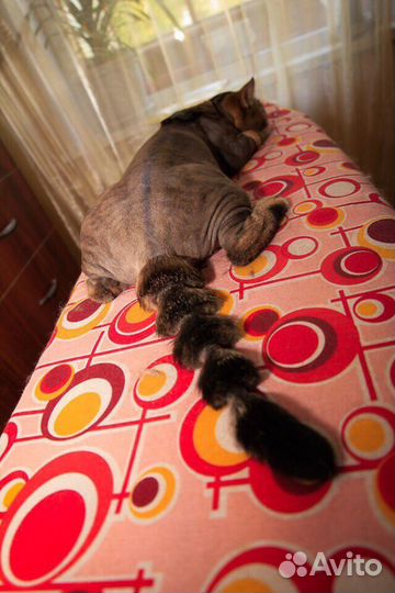 Стрижка, кастрация, наркоз