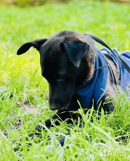 Хайди красотка ищет дом