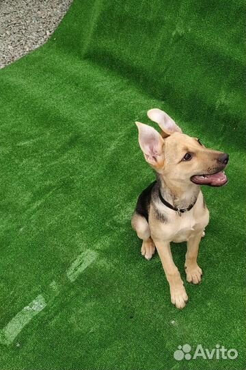 Красотка Джесси ждёт своих хозяев