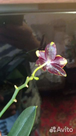 Орхидея фаленопсис Lioulin Amber x OX Red Lion