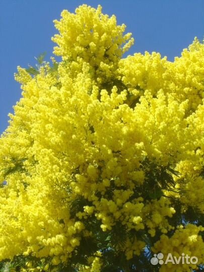 Акация Серебристая, семена