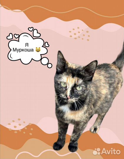 Кошки в добрые руки бесплатно