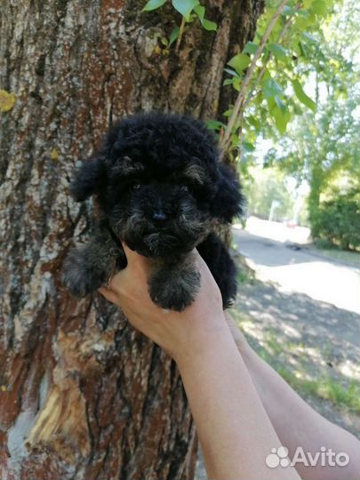 Мальтипу f1 mini мальчик