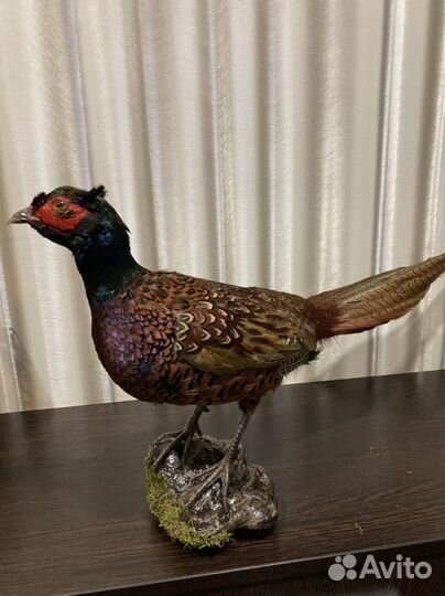 Чучело фазана