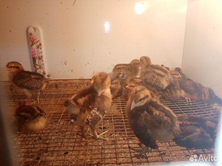 Куры молодки