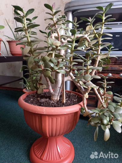 Денежное дерево