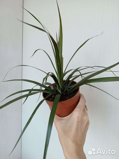 Пальма Драцена