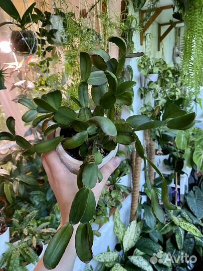 Комнатные цветы разные