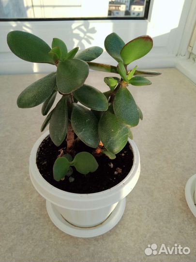 Цветы комнатные