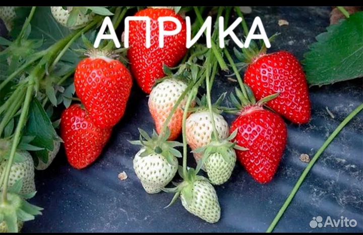 Рассада клубники