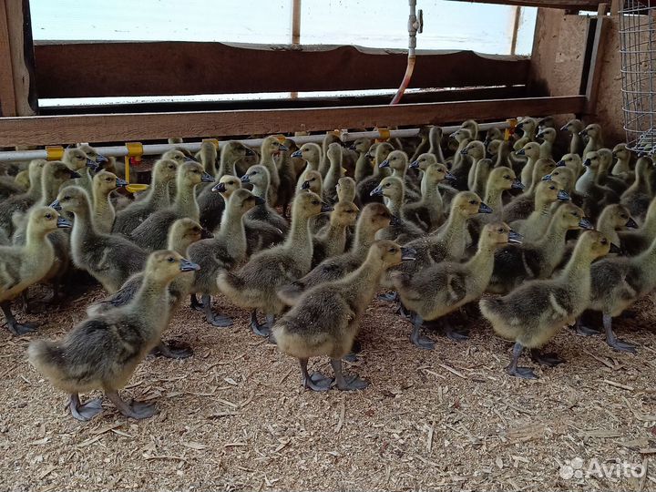 Серые крупные гуси