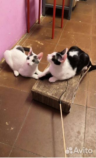 Кошки в добрые руки