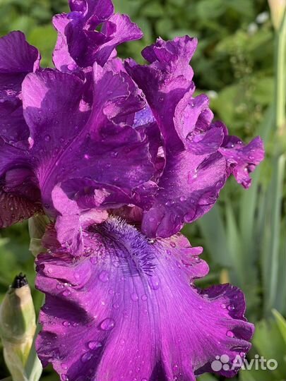 Ирис сортовой