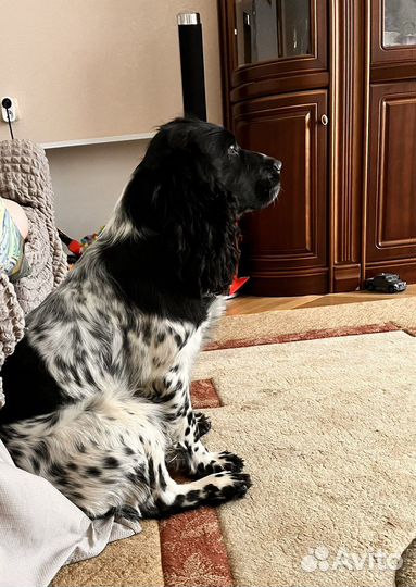 Кобель для вязки