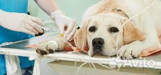 Усыпление животных с выездом